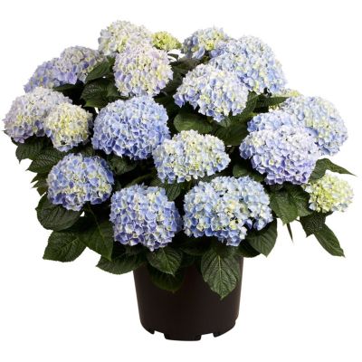 Hortensia, Hydrangea, Ø29 cm