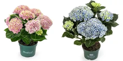 Hortensia, Hydrangea Magical, Ø10,5 cm