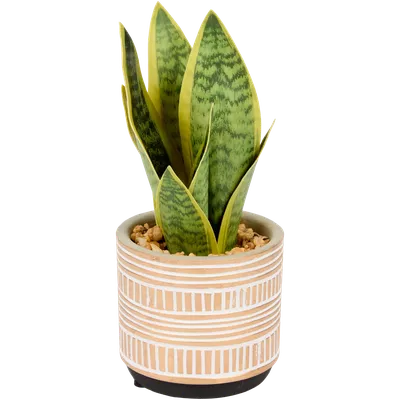 Umělá sansevieria v květináči The Hamptons Collections HOME