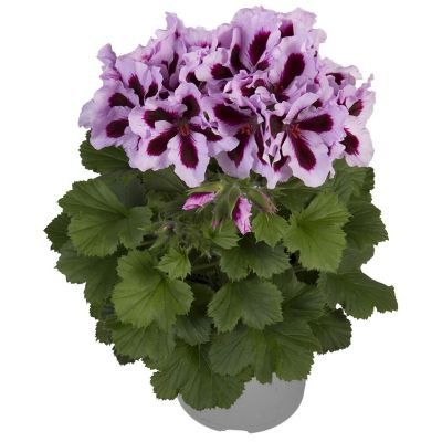 Engelsk Pelargonie, Pelargonium, Ø12 cm