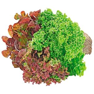 Salattrio 1 Stück