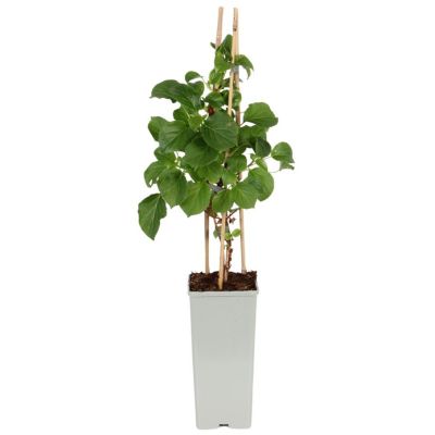 Klatrehortensia, Hydrangea Petiolaris, Ø17 cm