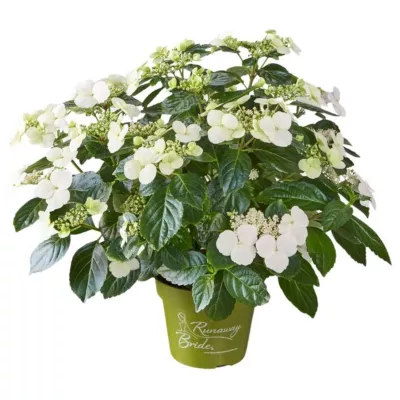 Hortensia, Hydrangea Macrophylla Runaway Bride, Ø23 cm