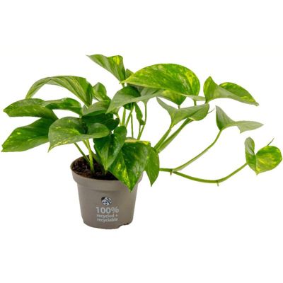 Guldranke, Epipremnum Aureum, Ø10 cm