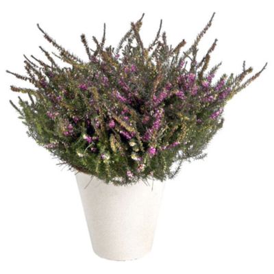 Forårslyng, Erica x Darleyensis, Ø11-12cm