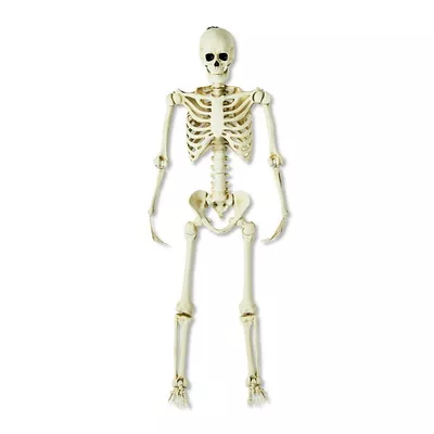 5ft Poseable Skeleton, White