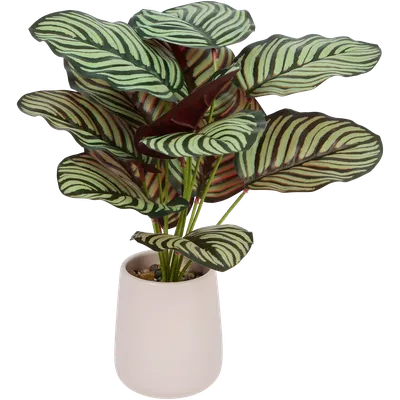 Calathea v květináči Excellent Flowers