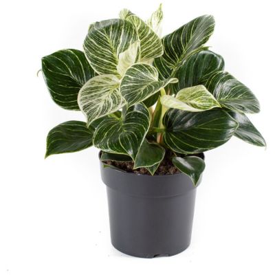 Philodendron, White Measure, Ø11 cm