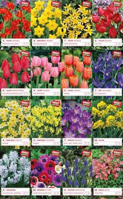 Blomsterløg mix, 16 forskellige varianter