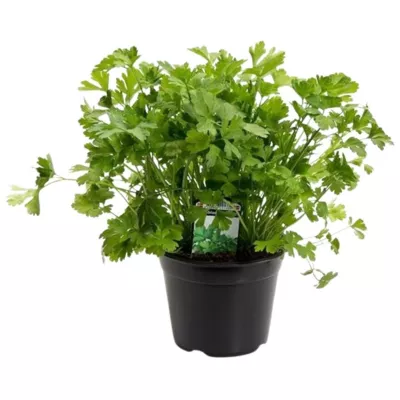 Dansk bredbladet persille, Ø14 cm