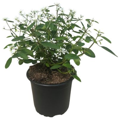 Snefnug, Euphorbia Diamond Frost, Ø10,5 cm