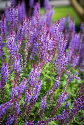 Staudesalvie, Salvia x superba rosakönigin, Ø21 cm