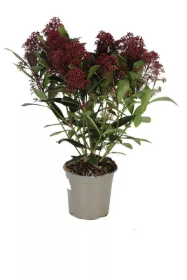 Skimmia Japonica, Rubella, Ø15 cm