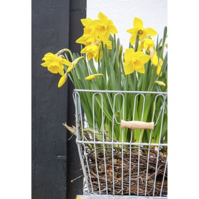 Påskelilje, Narcissus pseudonarcissus, Ø11 cm