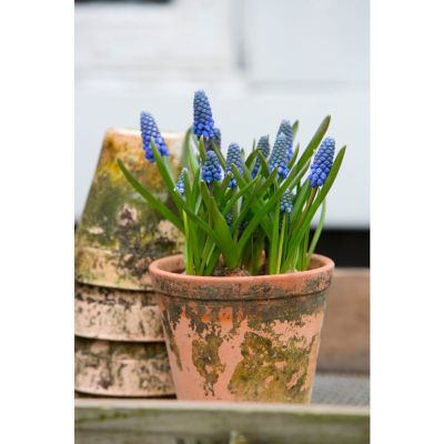 Perlehyacint, Muscari Armeniacum, Ø12 cm