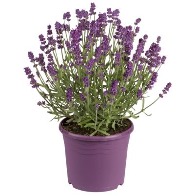 Lavendelbusk, Lavandula angustifolia, Ø21 cm
