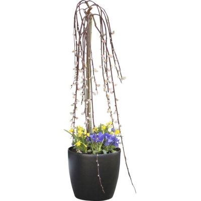 Hængepil, Salix, Ø23 cm