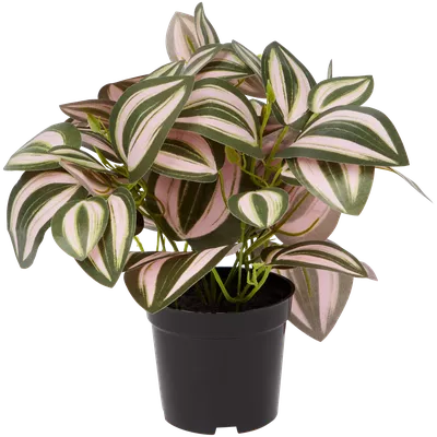 Tradescantia The Hamptons Collections HOME