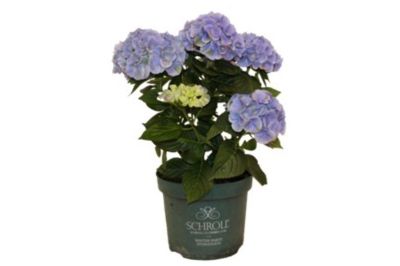 Hortensia, Hydrangea Macrophylla, Ø21 cm