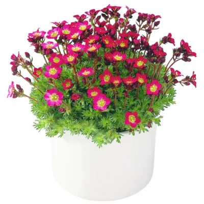 Stenbedsmix, Saxifraga eller blåpuder, Ø11 cm
