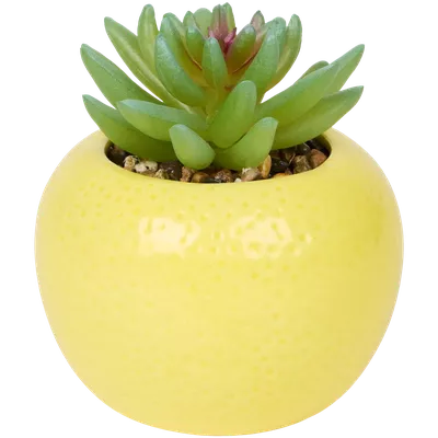 Sukulent v květináči