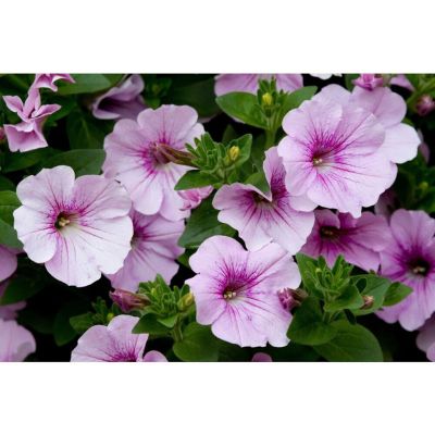 Petunia Mix, Ø12 cm
