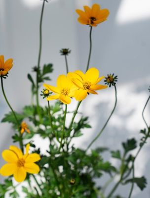 Brøndsel, Bidens Ferulifolia, Ø12 cm