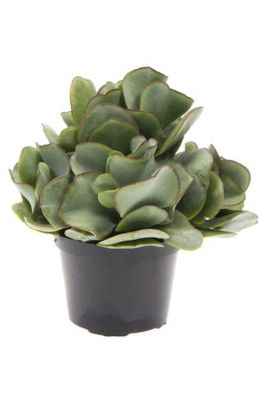 Pengetræ, Crassula Arborescens, Ø11-12 cm