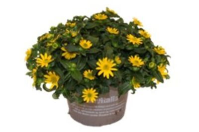 Solknap, Sanvitalia Procumbens Aztekengold, Ø11 cm