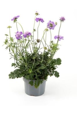 Due-Skabiose, Scabiosa Columbaria Butterfly Blue, Ø12 cm