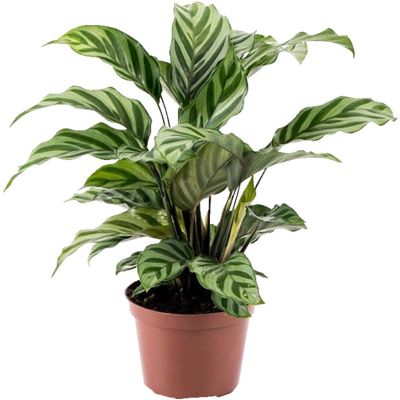 Fiskebensplante, Calathea Freddy, Ø11 cm