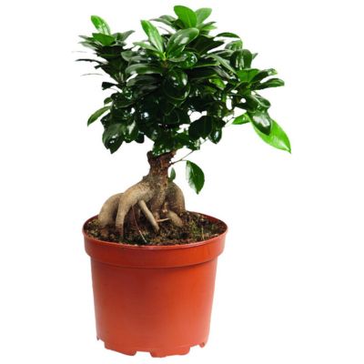 Laurbærfigen Bonzai, Ficus Ginseng, Ø14 cm