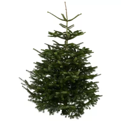 Juletræ, nordmannsgran, premium, 165-220 cm