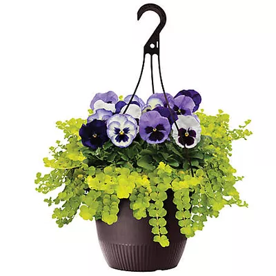 1.50 gal. Hb Pansy Combo, IN00211