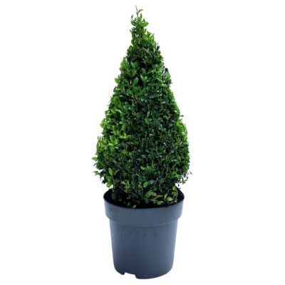 Buksbom, formklippet