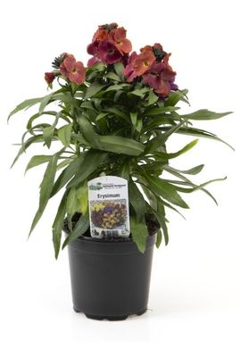 Gyldenlak, Erysimum Cheiri