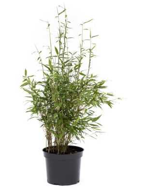 Bambus, Bimbo, Ø23 cm