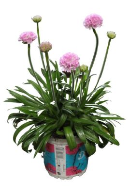 Engelsk græs, Armeria P. Dreameria, Ø13 cm