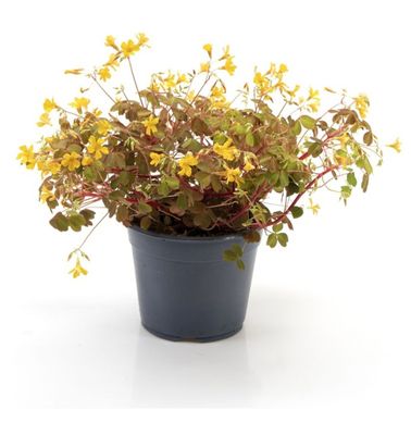 Skovsyre, Oxalis vulcanicola ’Golden’, Ø14 cm