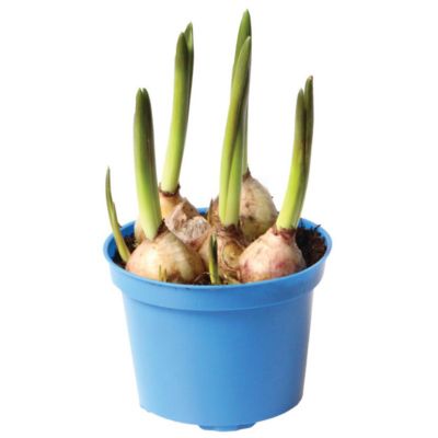 Perlehyacint, Muscari armeniacum, Ø9 cm