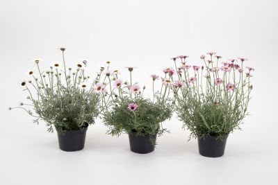 Prydplante, Rhodanthemum hosmariense, Ø14 cm