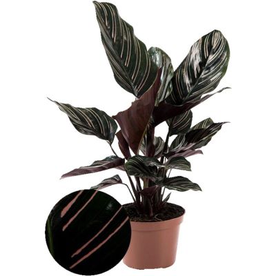 Fiskebensplante, Calathea ornata sanderiana, Ø12 cm