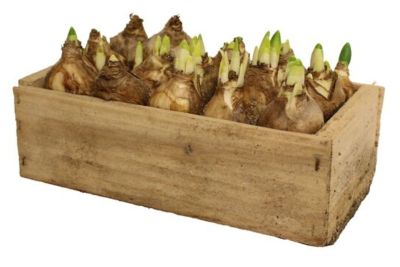 Påskelilje, Narcissus Tete-a-tete, Ø20 cm