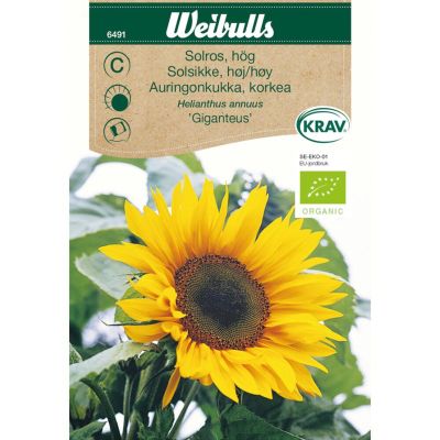 Økologiske blomsterfrø, Solsikke, Giganteus