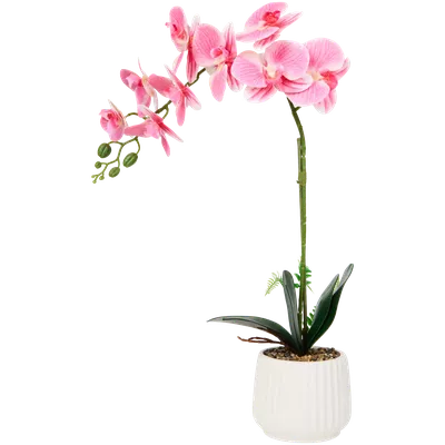 Orchidej v květináči The Hamptons Collections HOME