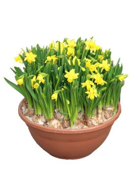 Påskelilje, Narcissus Cyclamineus Tete-a-tete, Ø30 cm