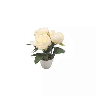 Peonies In White Pot Assorted