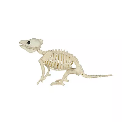 New!  Red Shed 5 in. Baby Opossum Skeleton